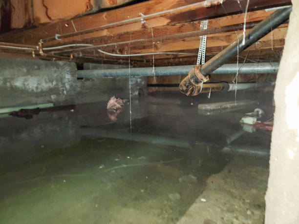 Best Local water damage restoration  in Glandorf, OH