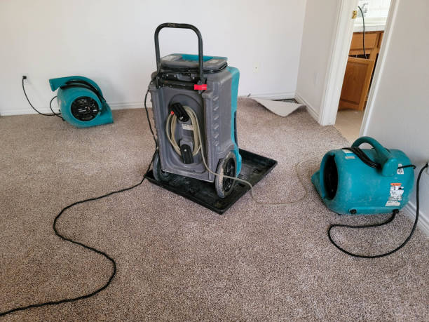 Best Carpet water damage restoration  in Glandorf, OH