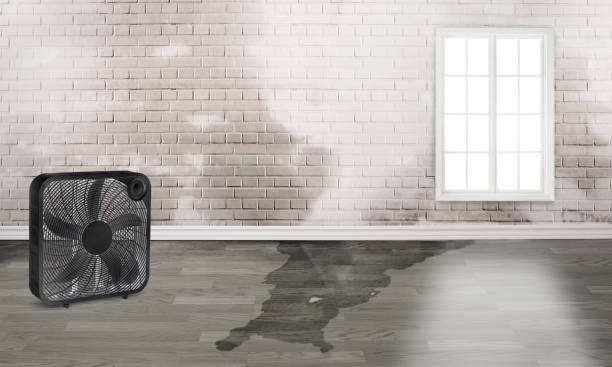 Best Ceiling water damage repair  in Glandorf, OH